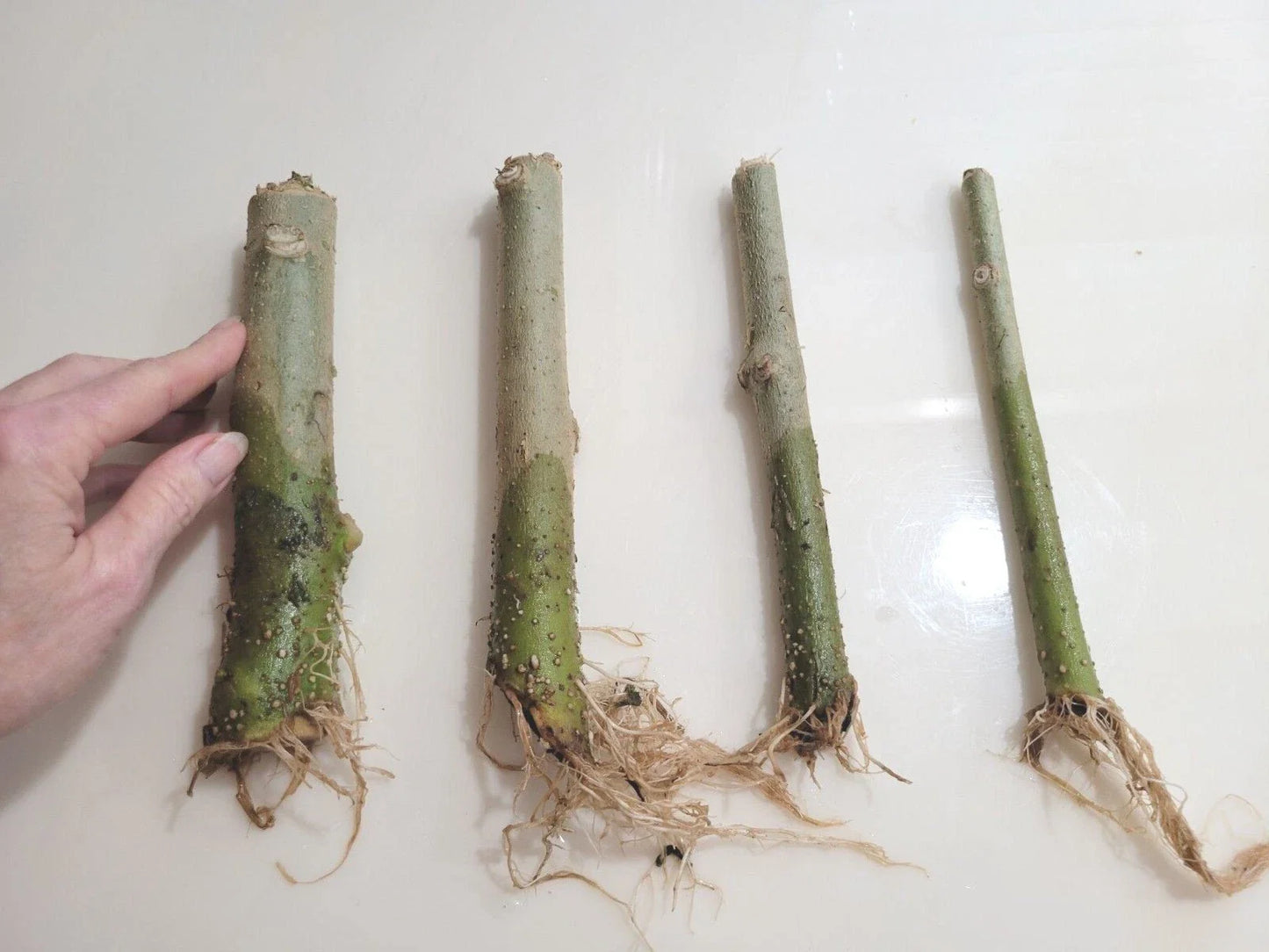 Rooted 7" Angel Trumpet Cuttings - Brugmansia - Choose Yellow, Pink, or White