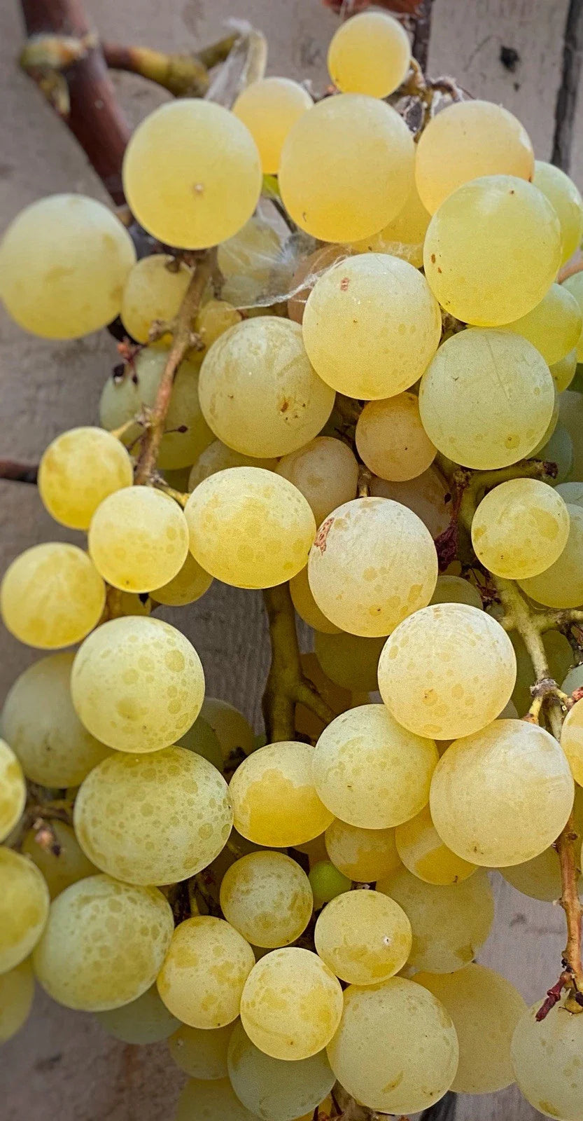 Golden Muscat Grape Cuttings - 4 Healthy 2-3 Node Cuttings for Grafting or Rooting - Vitis vinifera