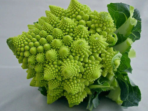 Romanesco Italia Broccoli Seeds - 100 to 1000 Seeds - Fractal Natalino Brocoflower - RARE Variety
