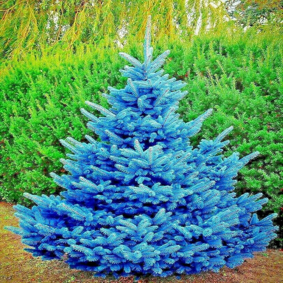 Colorado Blue Spruce Tree Seeds - Glauca Variety - Cold Hardy Bonsai Plant - Picea pungens