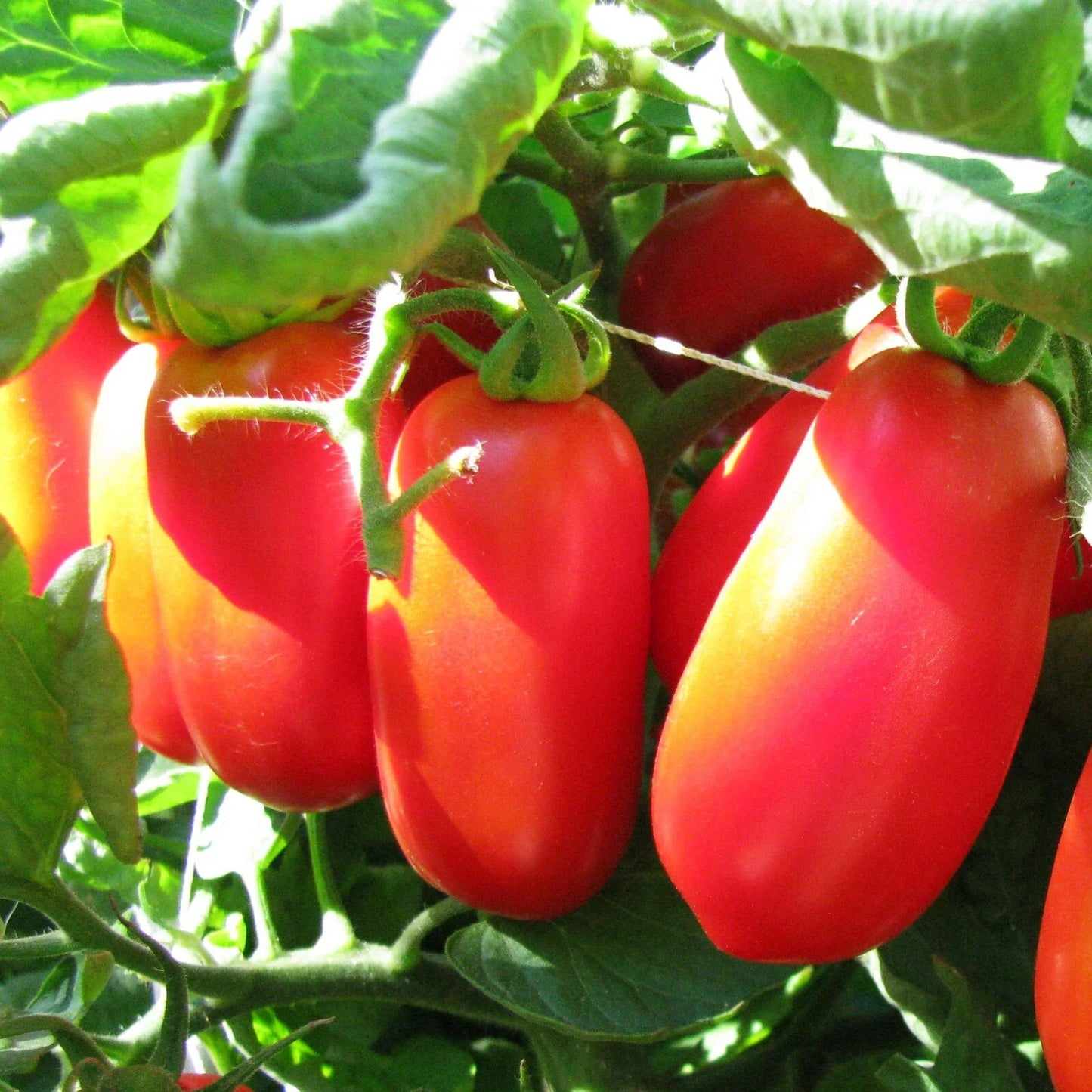 San Marzano Tomato Seeds | Indeterminate Roma Variety | Italian Plum Tomatoes | Solanum lycopersicum 2025