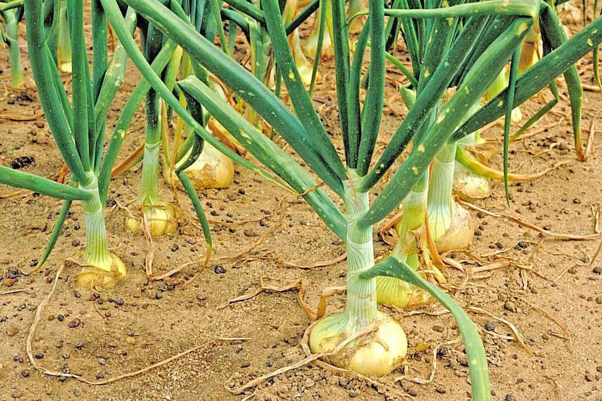 Organic Vidalia Sweet Onion Seeds - Non-GMO, 110/170 Days, Spring/Fall Garden, Allium cepa