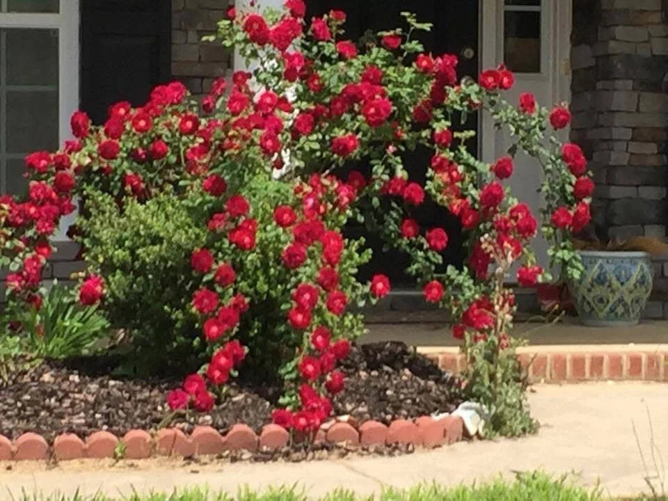 Dr. Huey Rose Plant Cuttings - Live Flower Shrub Climbing Bush - Rosa 'Dr. Huey' - 6 Cuttings for Garden or Indoor Use