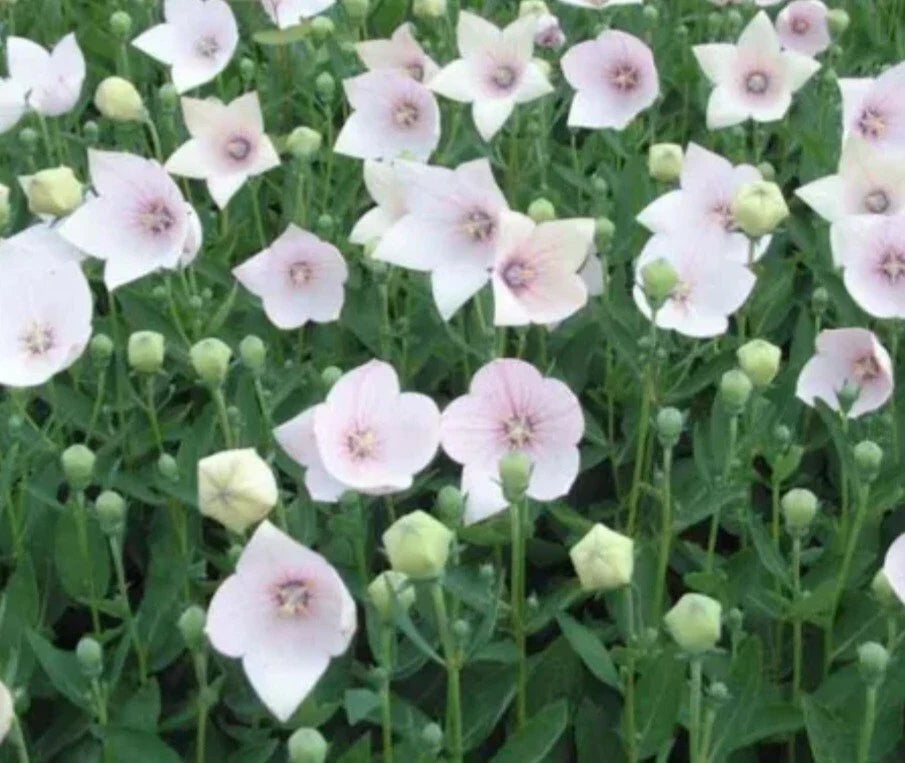 Astra Pink Balloon Flower - Bare Root Perennial Plant - Balloonflower - Platycodon grandiflorus - Vibrant Pink - Full Sun - 1 Root