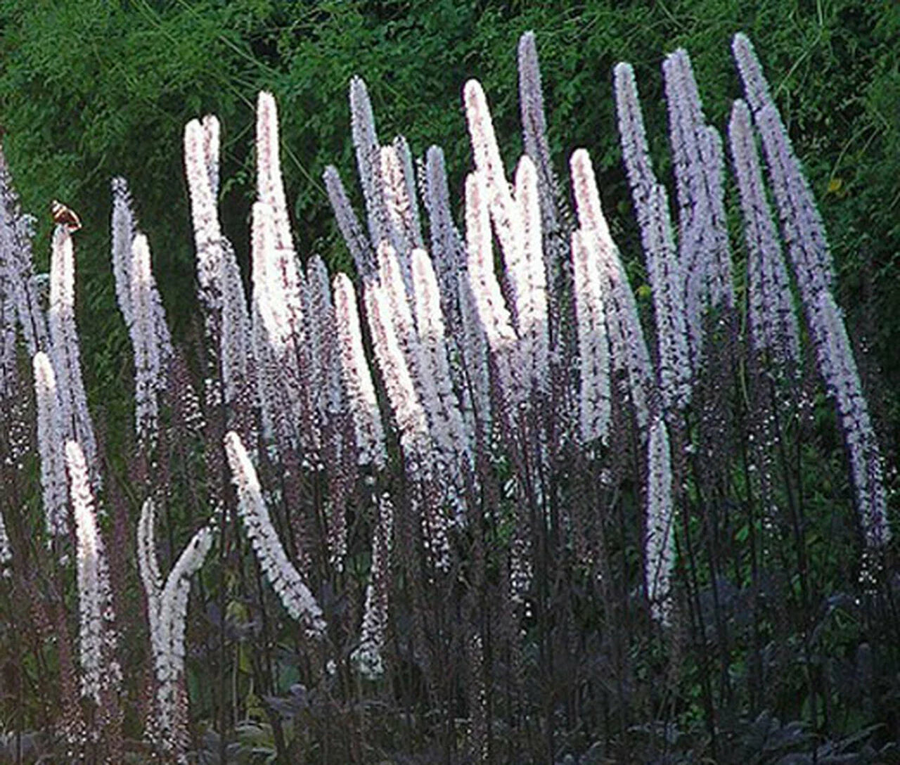 Cimicifuga Ramosa Atropurpurea Bugbane Seeds - 10 Perennial Seeds for Shade Gardens, Dark Purple Foliage