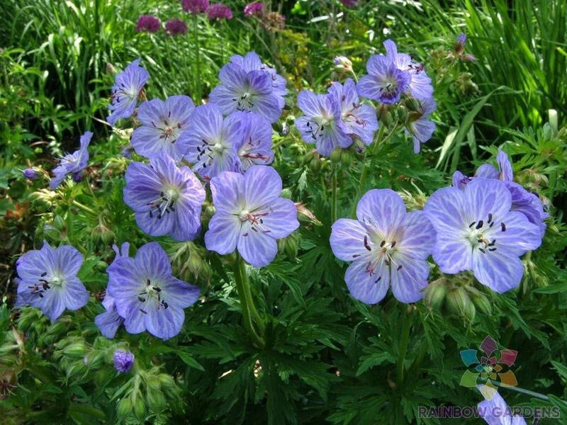 Mrs. Kendal Clark Geranium Seeds - 25+ Pack for Garden Planting - Pelargonium x hortorum - USA