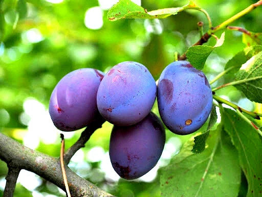 Damson Blue Plum Fruit Tree Cuttings - 5 Unrooted Organic Propagation Cuttings (Prunus domestica)