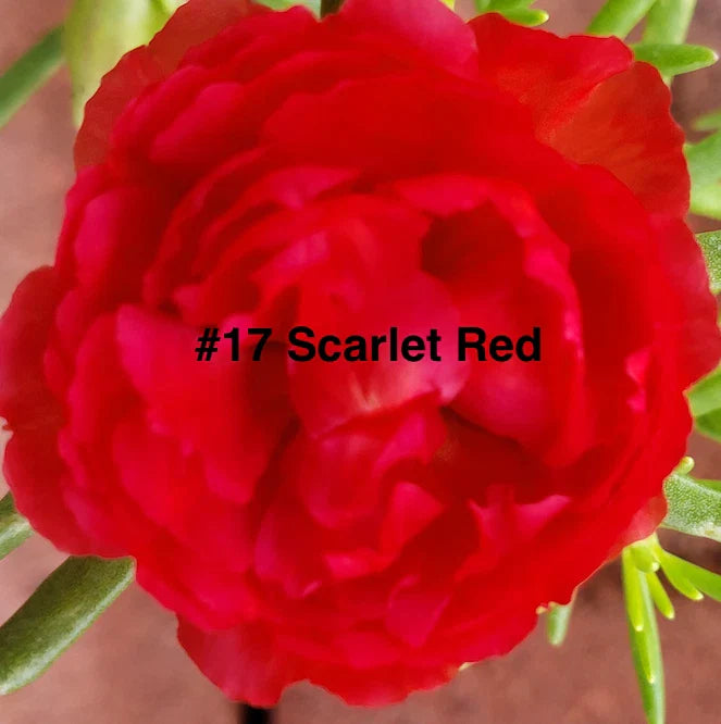 Moss Rose Cuttings - 10 Unrooted Scarlet Red Portulaca Grandiflora