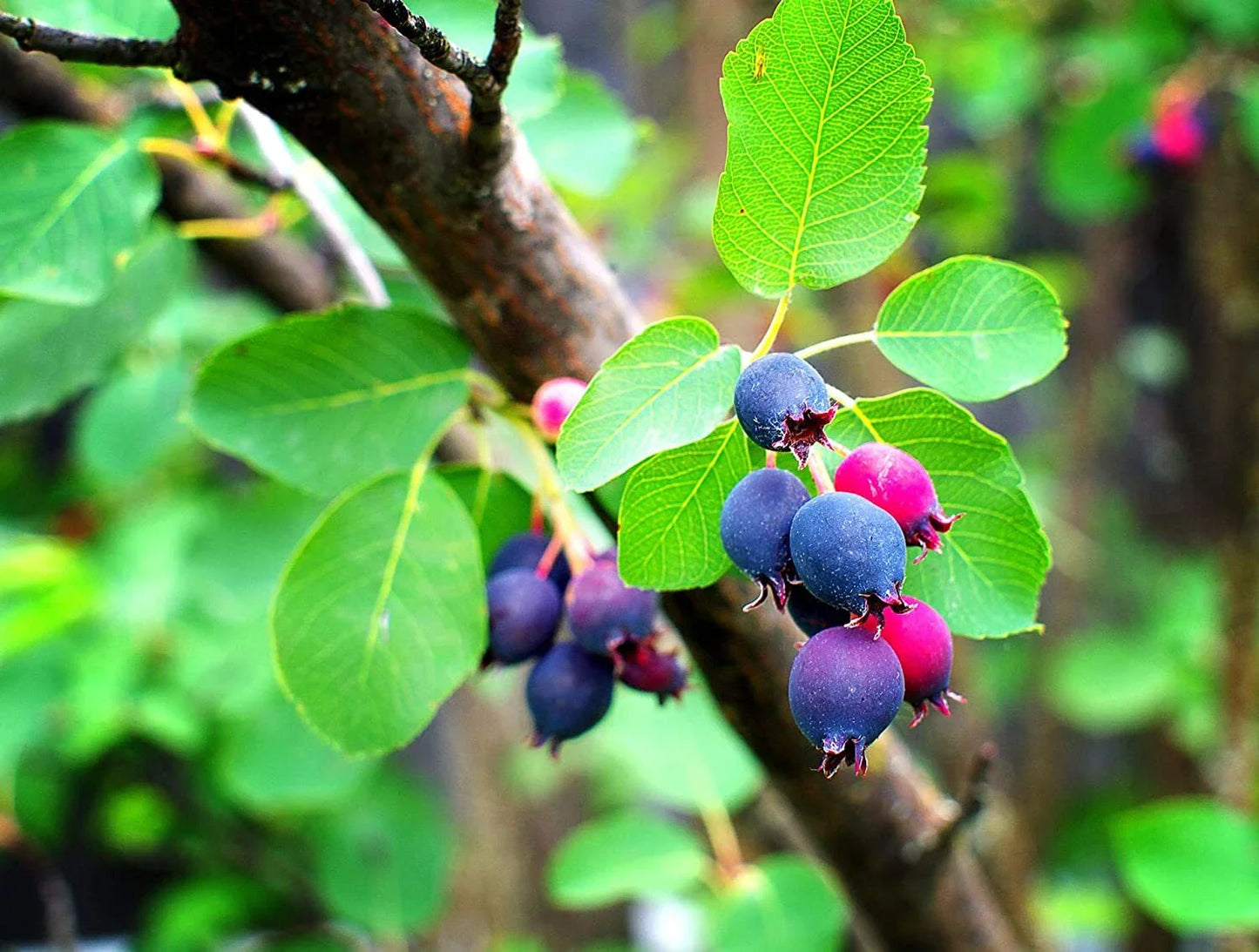 Saskatoon Serviceberry Seeds - 30 Pack for Planting - Amelanchier alnifolia - Hardy Fruit Bush Seeds