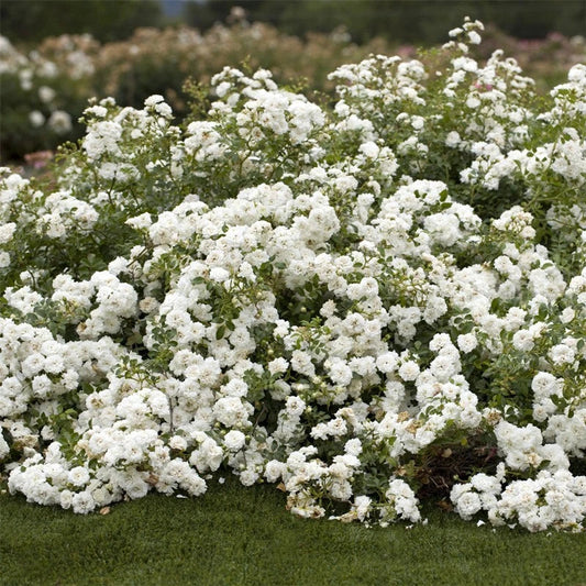 Rosa 'Icy Drift' Cuttings - 6 Shrub Groundcover Rose Cuttings for Garden Planting
