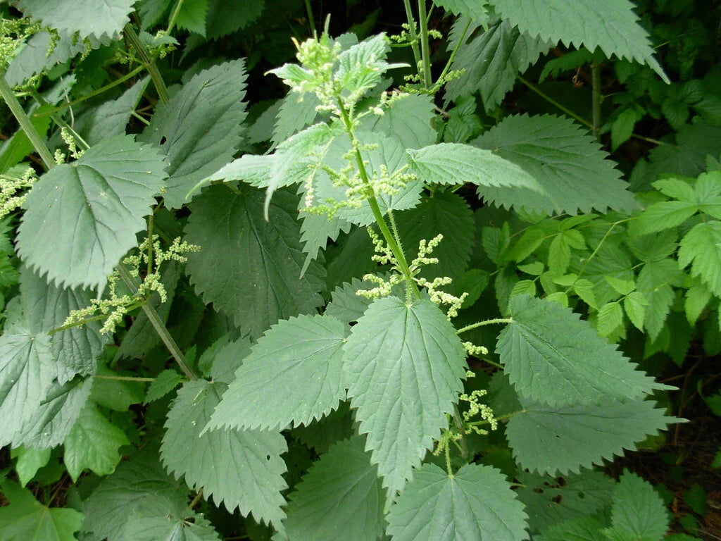 Stinging Nettle Seeds - 100 Urtica dioica - Organic Herbal Plant for Medicinal Use