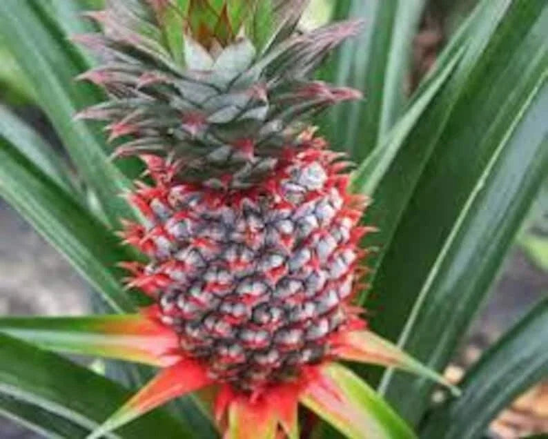 Florida Special Pineapple Plant - 5 Live Starter Plants - Ananas Comosus - Perennial, Container, Homesteading, Patio Gardening
