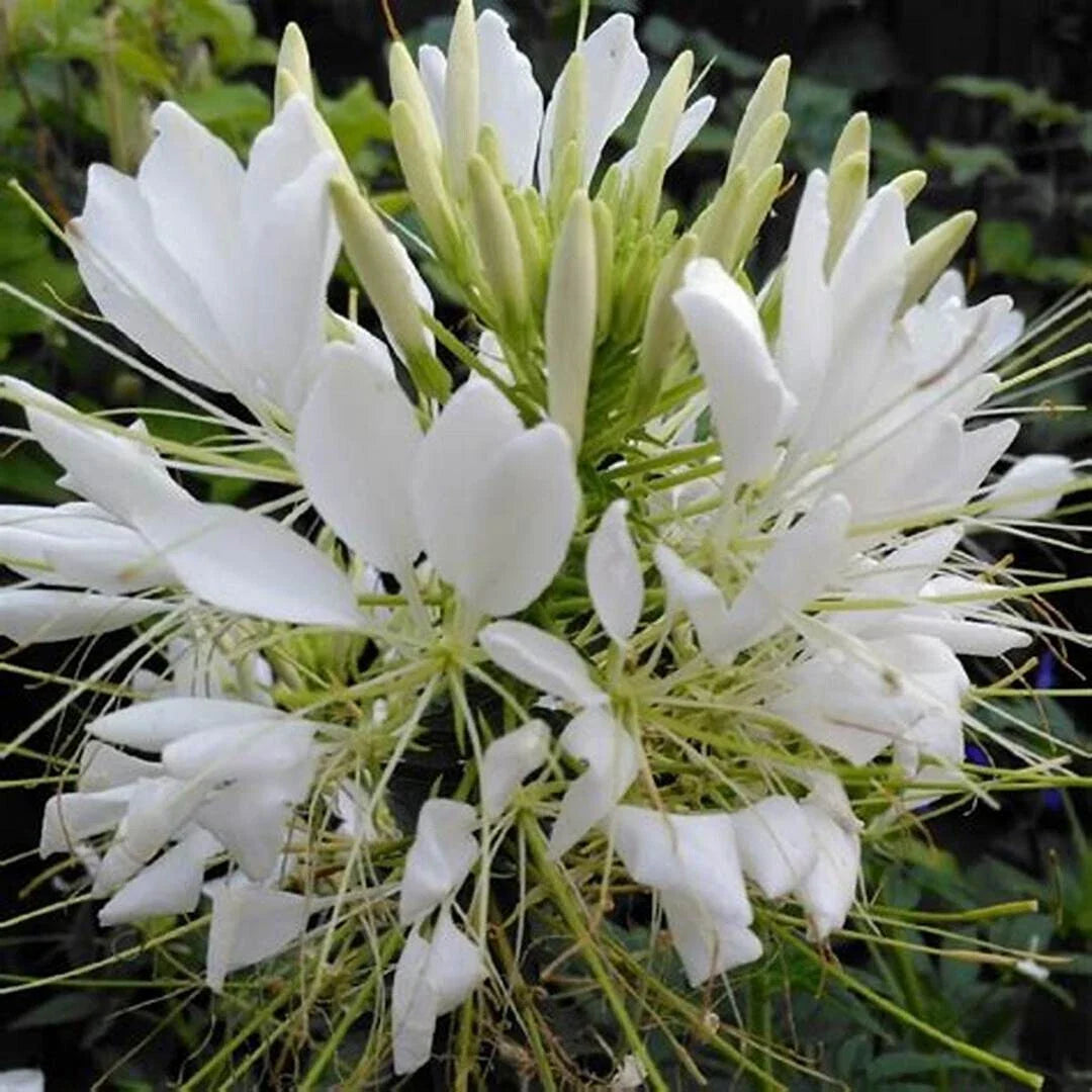 White Queen Spider Seeds - 100 Count - Clome Spinosa Perennial - Attracts Bees - US Seller