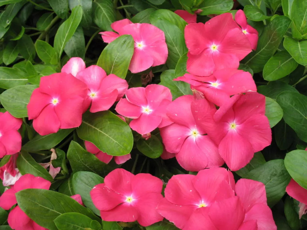 Vinca Sunsplash Cherry Seeds 100 Pack - Catharanthus roseus