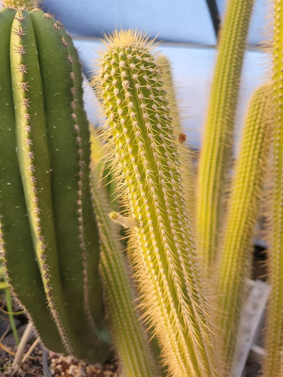 Cleistocactus Tominensis ssp. Micropetalus Cactus - Succulent Plant - Unique Features - Rare Desert Plant
