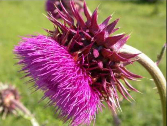 Musk Thistle Seeds - 200+ Pack for Garden Planting - Cirsium arvense - USA Grown