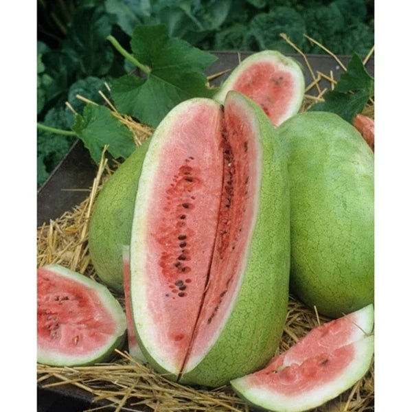 Watermelon Seed - Fresh Charleston Grey Variety - Citrullus lanatus