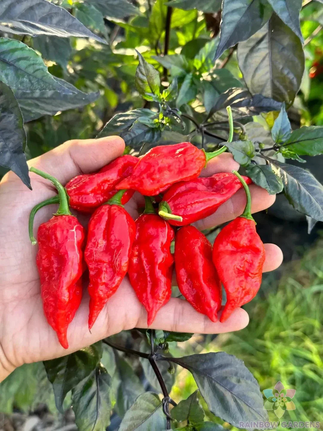 Dorset Naga Hot Pepper Seeds - 25+ Pack for Garden Planting - Capsicum chinense - USA Grown - Free Shipping