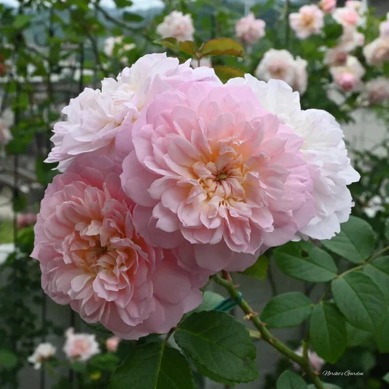 David Austin ELIZABETH Live Rose Cuttings 5-8" Long, Unrooted, Fresh, 3 Stems, Rosa 'David Austin'