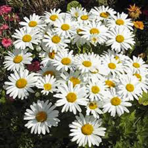 Shasta Daisy Seeds - 25+ Bright White/Yellow Flowers - Leucanthemum x superbum