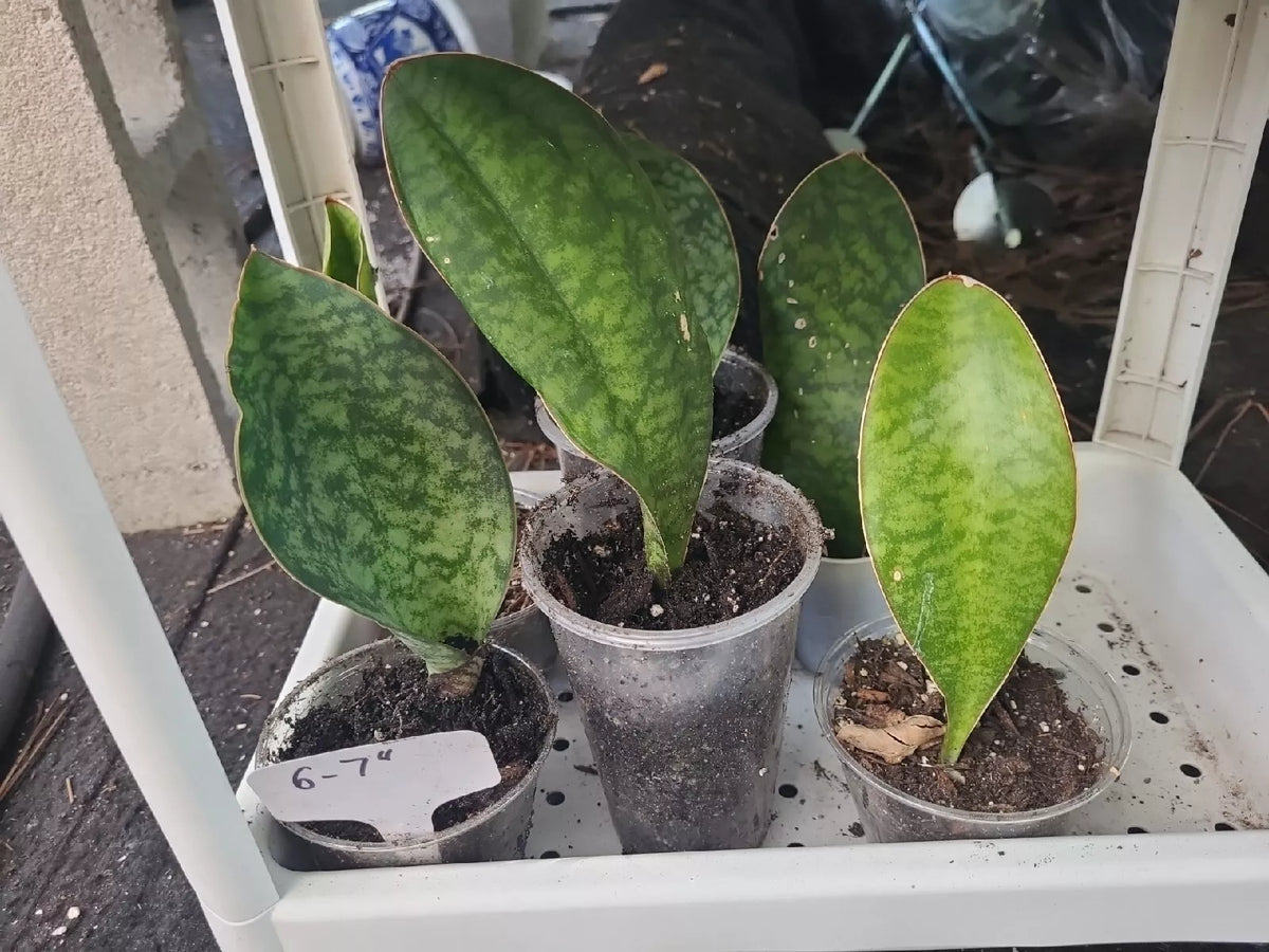 Whale Fin Snake Plant 6-7" in 3.5" Pot, Sansevieria Masoniana, Rooted Indoor Plant