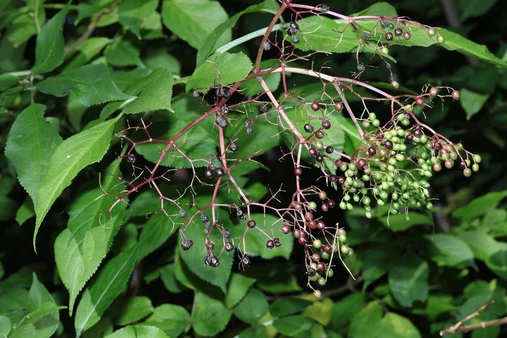 European Elderberry Seeds - Black Elderberry - Sambucus Nigra - Garden Planting Seeds - Free Shipping