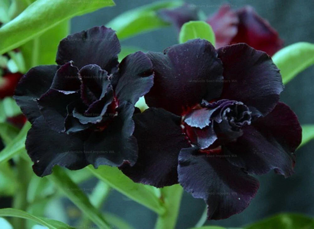 Desert Rose Adenium Obesum Small Rooted Seedling Plant - Black War Variety, 4-6 Inches Tall