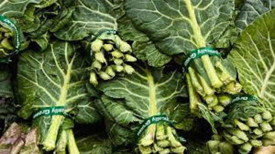 Premium Organic Heirloom Seeds - Georgia Southern Collard Greens - Non-GMO, Fresh, Vegetable Gardening
