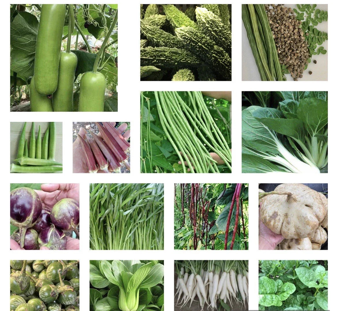 20 Packets Asian Vegetable Seeds - Non-GMO for Planting - Variety of Edible Plants for Home Garden