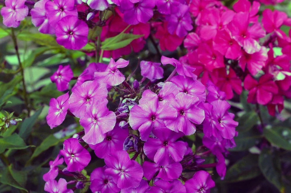 Le Mahdi Phlox Seeds - 100+ Count - Colorful Garden Flower Seeds - Phlox paniculata - USA Grown, Free Shipping