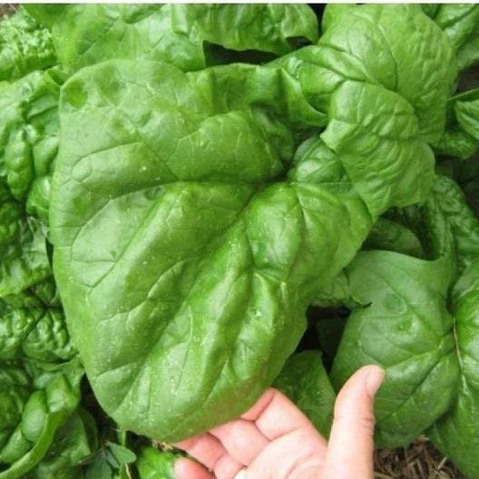 Giant Noble Spinach Seeds - 550 Non-GMO Long Standing Variety - Spinacia oleracea