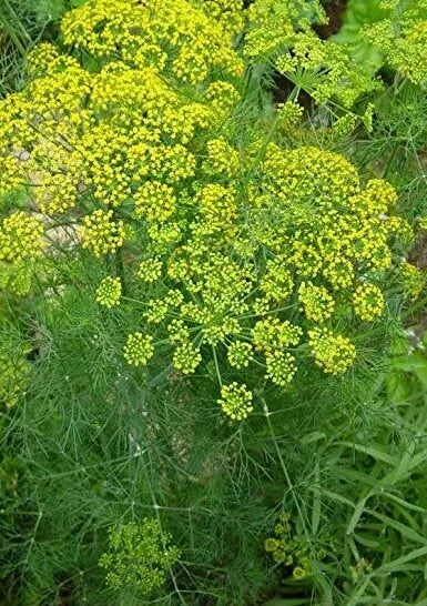 Dill Seeds 500+ Pack Common Herbs Culinary Gardening Anethum graveolens Free Shipping
