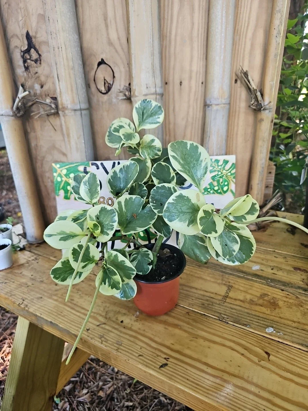XL Variegated Peperomia Plant 4" Marble Rubber Spoonleaf Green and White Peperomia obtusifolia