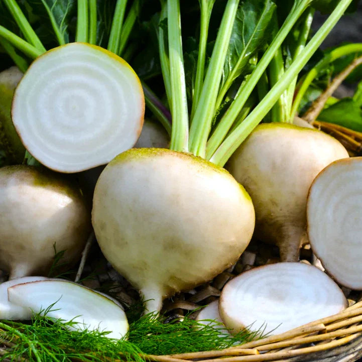 White Albino Beet Seeds - Mangel Turnip Variety for 2025 Planting - Beta vulgaris