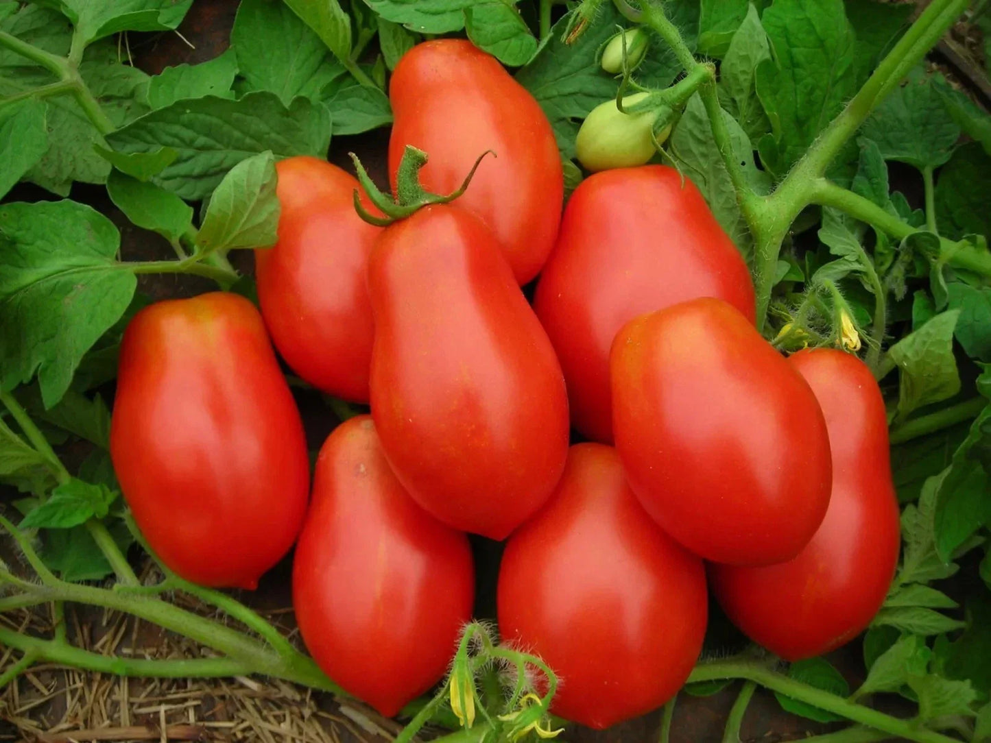 Roma Tomato Seeds - 120+ Heirloom Organic Non-GMO - Lycopersicon esculentum