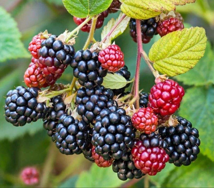 Wild Blackberry Cuttings - 15 Unrooted Edible Plants for Wildlife and Pollinators - Rubus fruticosus