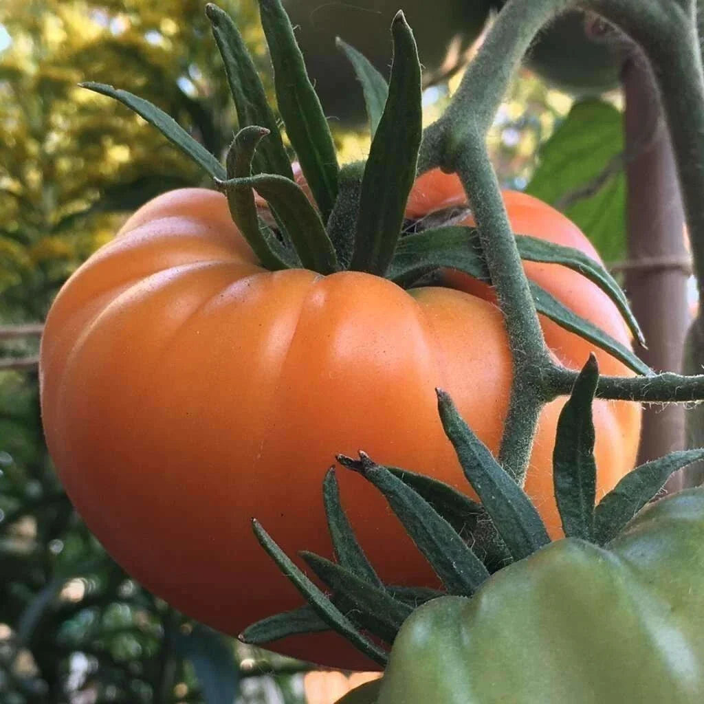 Kellogg's Breakfast Tomato Seeds - 120+ Heirloom Organic Non-GMO - Rare Variety