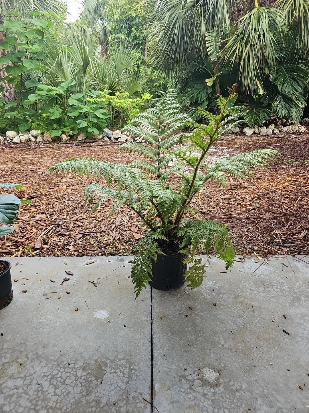 XXL Australian Tree Fern Live Plant 42" Cyathea cooperi Indoor/Outdoor Green Foliage