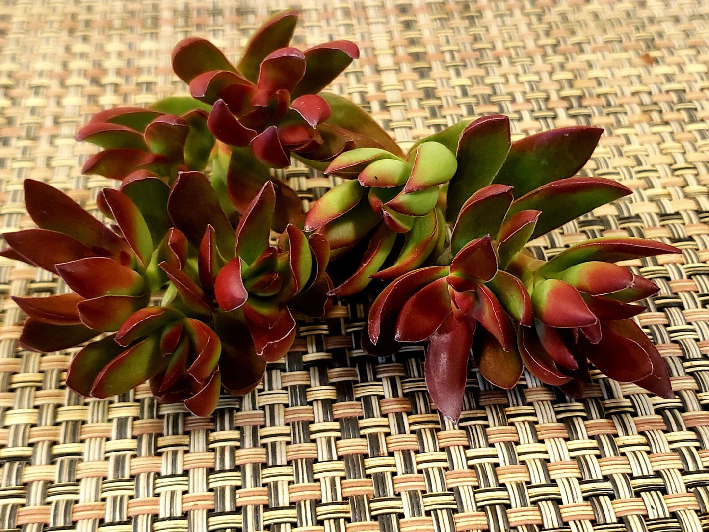 Crassula Platythylla Burgundy Cuttings - X-Large 3" Diameter Unrooted - Succulent Plant for Propagation