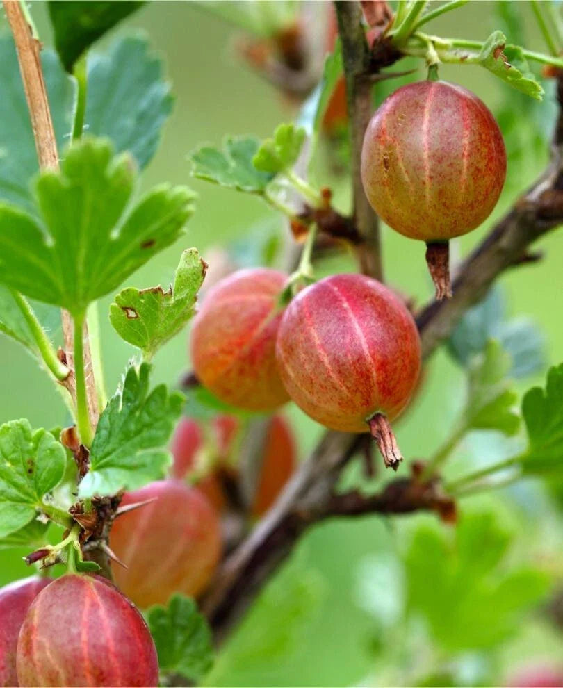 Jahns Prairie Gooseberry Live Rooted Starter Plant, Edible Shrub, Ribes missouriense, Zones 3-8