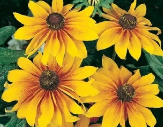 Gloriosa Daisy Seeds - 100 Fresh Seeds - Rudbeckia hirta - Bright Yellow Flowers - Free USA Shipping