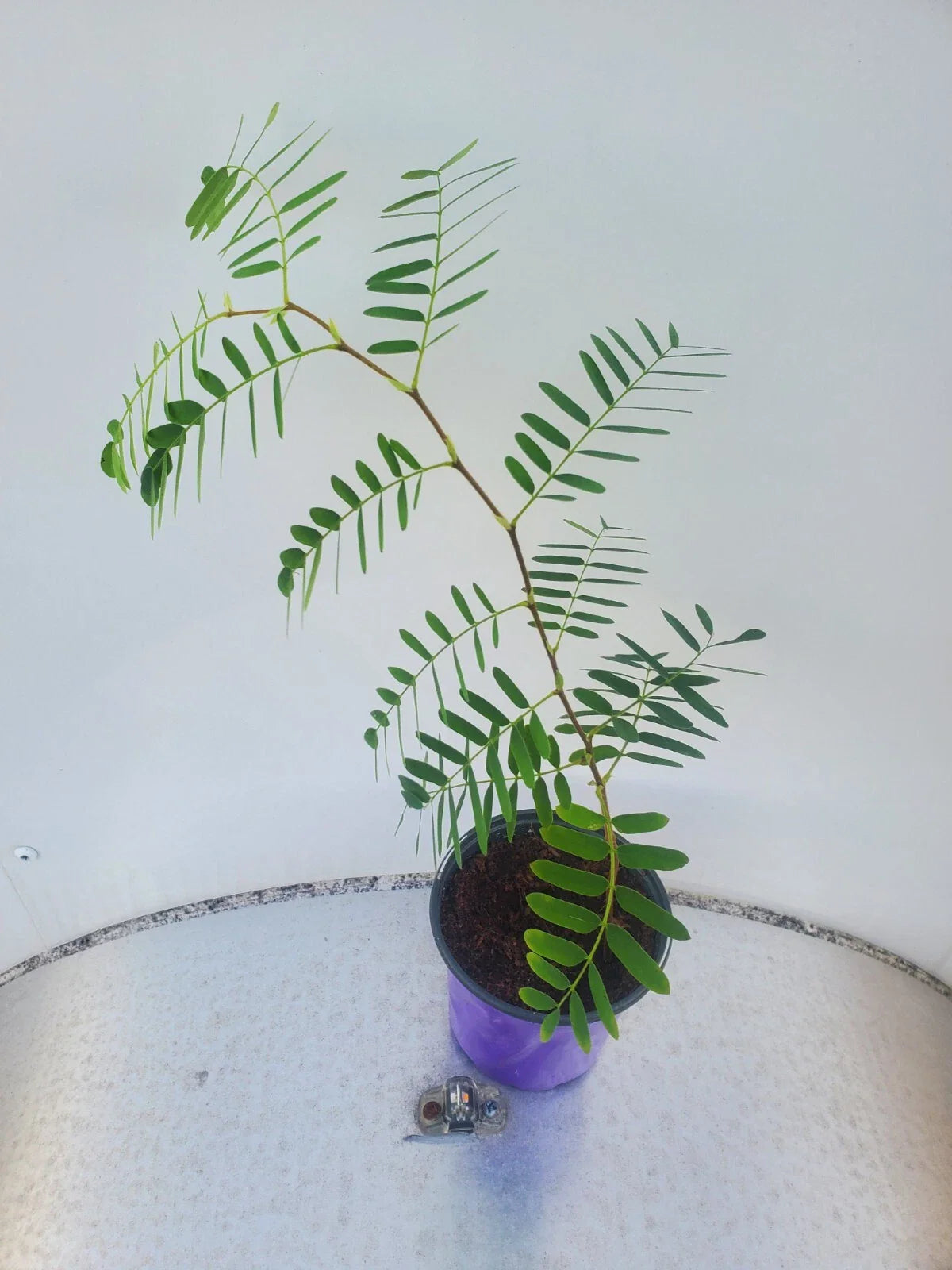 LIVE TAMARIND Fruit Tree | Tropical Plant | Tamarindus indica | WSS