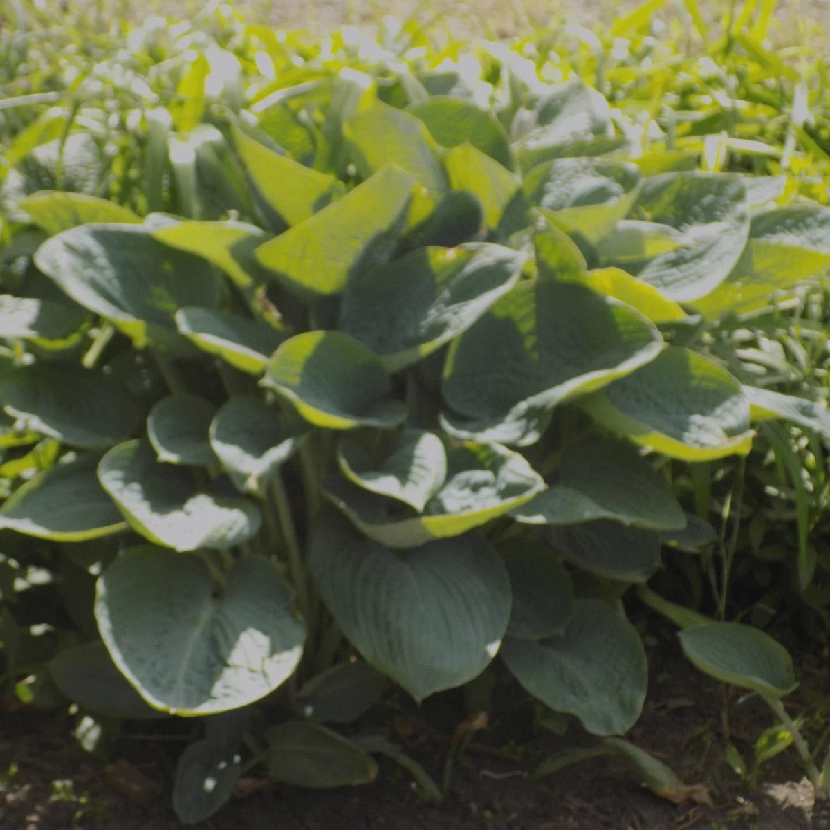 Giant Hosta Plant - Powder Blue - Fast-Growing Perennial - Hosta sieboldiana