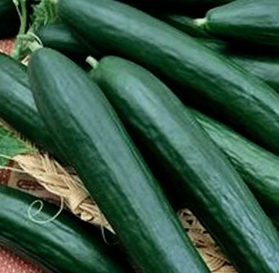 Cucumber Seeds - Armenian Dark Variety - Fresh Heirloom Seeds for Garden Planting - Cucumis sativus