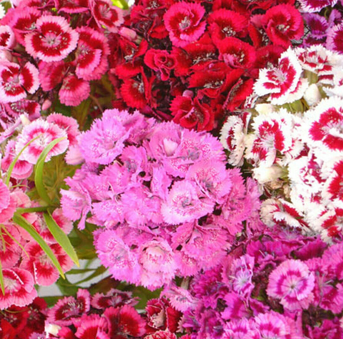Sweet William Mix Seeds | Dianthus Barbatus | Red Pink Carnation Flower Seeds 2025