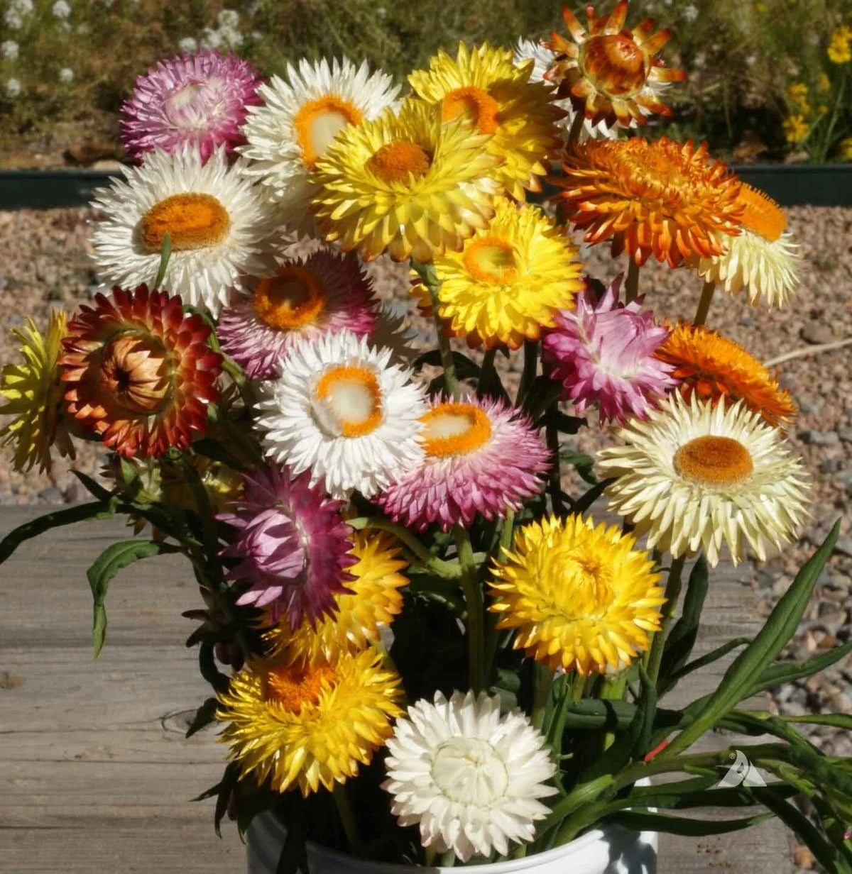 Tall Strawflower Mixed Dried Flowers - 500 Non-GMO Seeds for Cut Flower Arrangements (Helichrysum bracteatum)