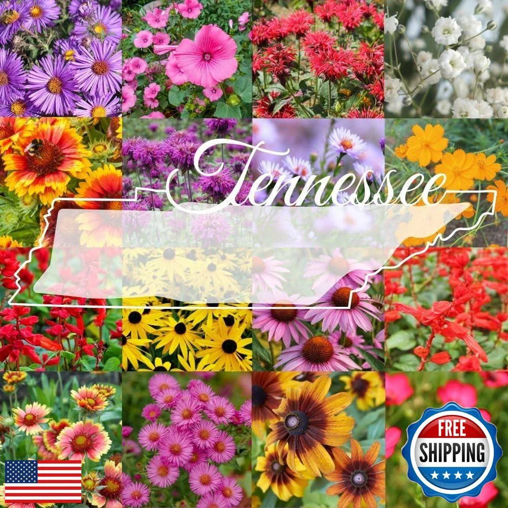 Tennessee Bulk Perennial Wildflower Seed Mix 1lb - Attract Birds & Pollinators - Covers 2,000 sq ft - Native Wildflowers