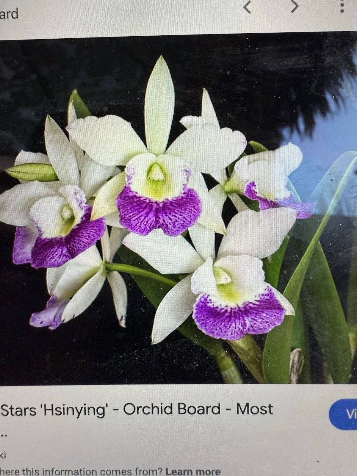 Cattleya Orchid Plant 2 Stem Bare Root Hawaiian Stars - Cattleya spp.