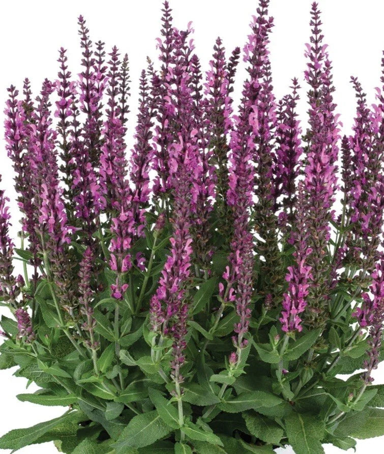 Apex Pink Salvia Plant - 1 Gallon - Pink Flowering Perennial - Salvia nemorosa