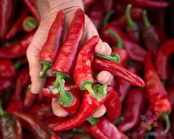 Chimayo Chile Hot Pepper Seeds - 25+ Pack for Garden Planting - USA Grown - Capsicum annuum